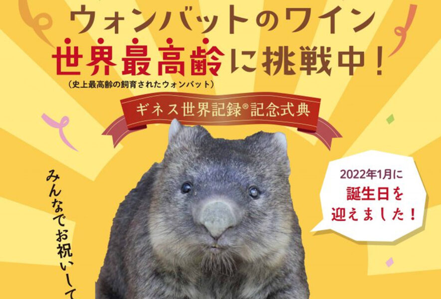 2月11日に五月山動物園でウォンバット ワイン のギネス世界記録 記念式典を開催されます