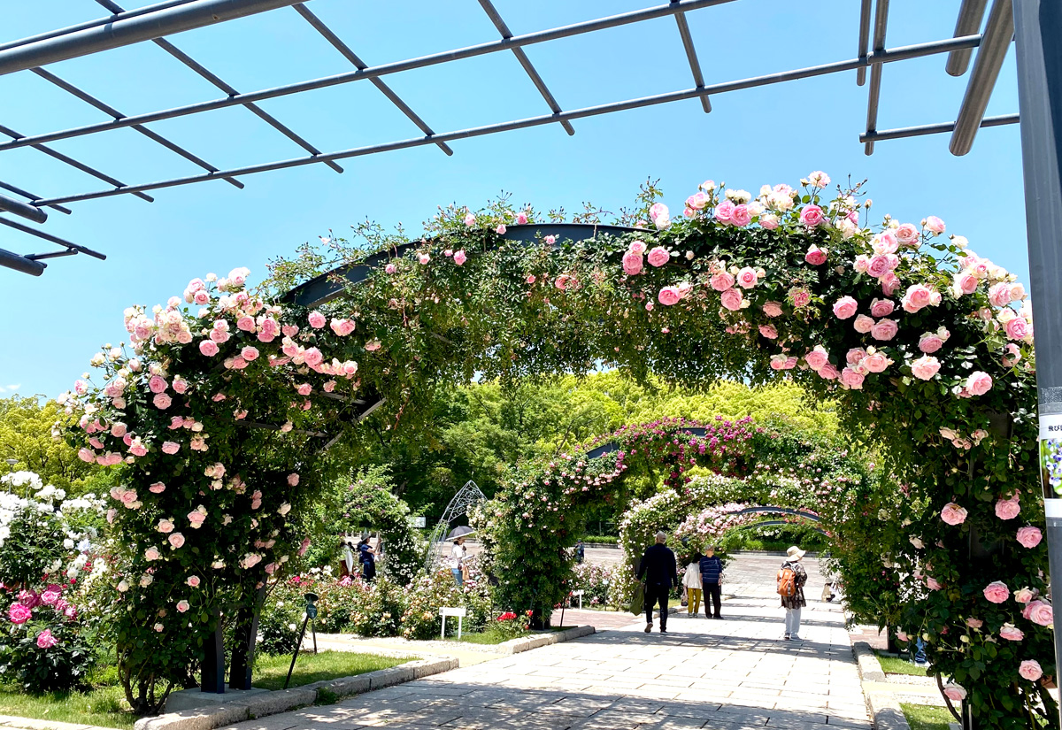 吹田市『ローズフェスタ』万博記念公園で開催中！入園料のみでバラが堪能できる